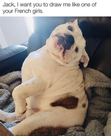 30 Hilarious Dog Memes Funnyfoto Page 11