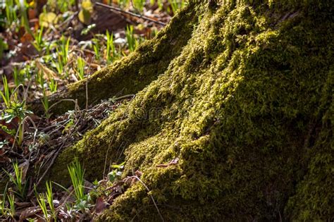 Green Moss Growing On A Tree Stock Photo Image Of Moss Wood 181859904