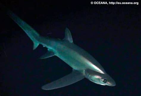 Bigeye Thresher Sharks ~ Marinebio Conservation Society