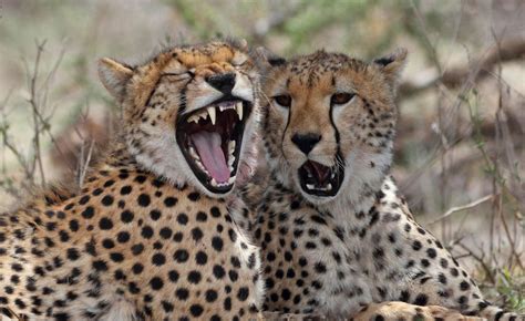 Junge Geparden Foto And Bild Tiere Wildlife Säugetiere Bilder Auf Fotocommunity
