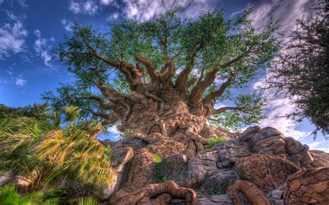 Tree Of Life Full Hd Wallpaper And Background Image 1920x1200 Id285570