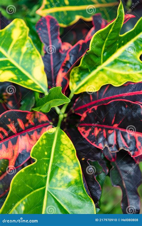 Growing Croton Mammy Plant Codiaeum Variegatum Tropical Plant With