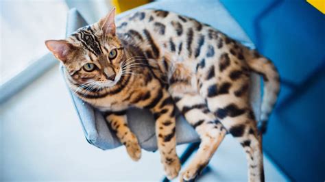 Cats With Curly Tails Curly Tailed Breeds And Cat Genetics