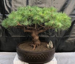 Japanese Red Pine Bonsai Tree Pinus Densiflora Jane Kluis