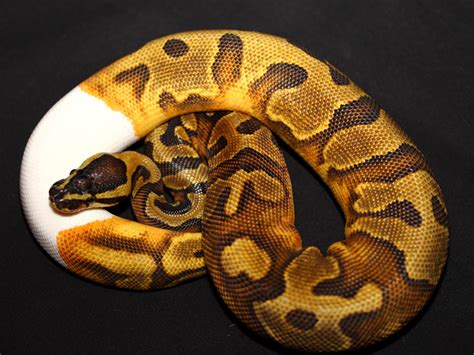 Enchi Pied Morph List World Of Ball Pythons