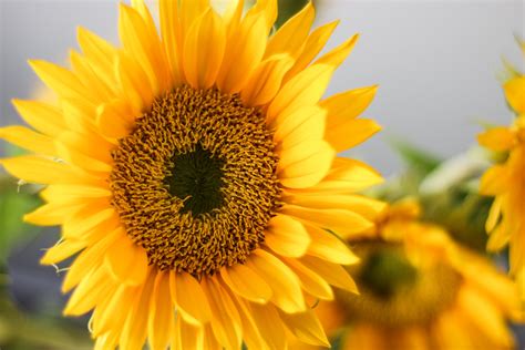 Free Stock Photo Of Close Up Of Sunflower