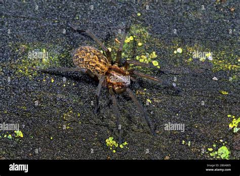 Hobo Spider Yard Spider Tegenaria Agrestis Eratigena Agrestis Sits