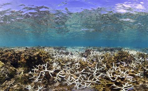 Corals Are Being Cooked A Third Of Taiwans Reefs Are Dying