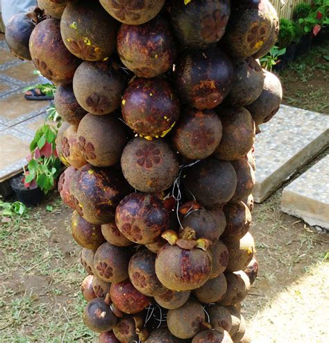 Buah manggis sebenarnya telah lama dimanfaatkan untuk obat tradisional di berbagai negara asia. Khasiat Kulit Manggis | Bebeja.com