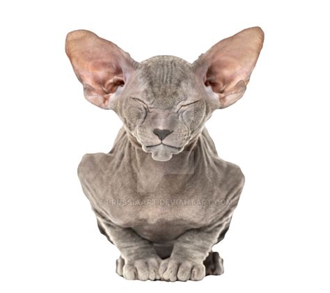 Sphynx Cat Png Hd Image Png All Png All