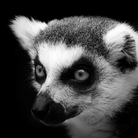 Breathtaking Black And White Animal Portraits By Lukas Holas