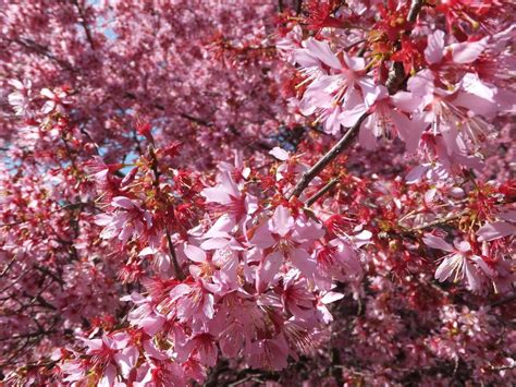 Ornamental Cherry Trees For The Best Decoration Ornamental Cherry