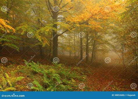 Foggy Autumn Forest With Colorful Trees Stock Photo Image Of