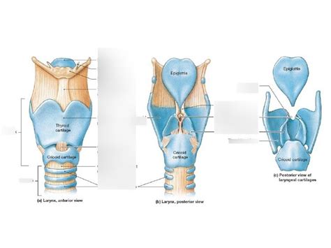 Larynx Anatomy Diagram Quizlet