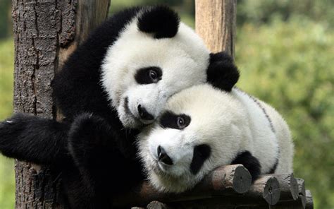 Hug Hugging Couple Love Mood People Men Women Happy Panda Bear