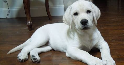10 Perfect Names For Your Beautiful White Dog Thethings