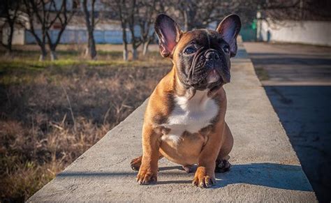 125 Fantastic French Dog Names With Meanings Petmoo