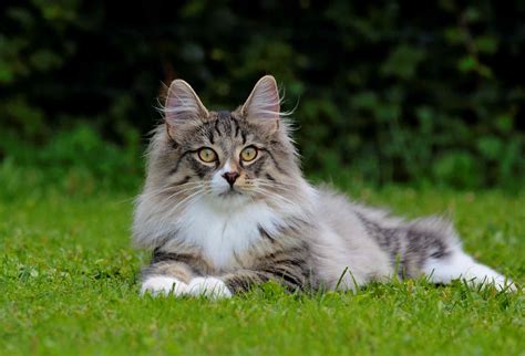 13 Cat Breeds With Long Hair