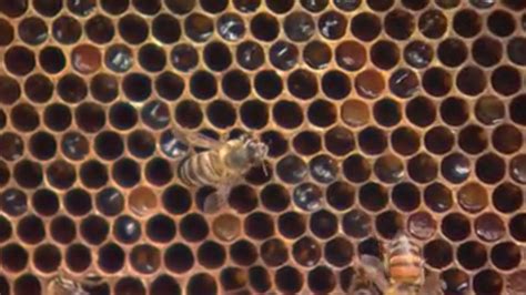 6 000 Bees Removed From Inside Wall Of Omaha Couple’s Home Klbk Kamc