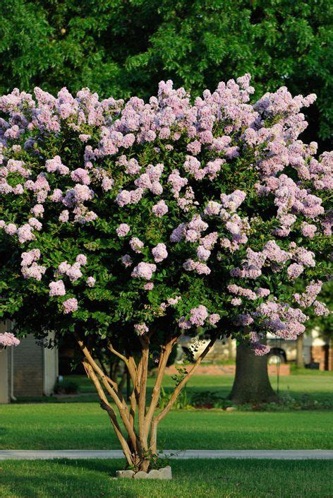 Learn How To Plant Care For And Prune Crape Myrtle Trees Explore The