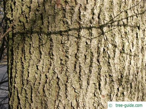 Small Leaved Lime Tilia Cordata