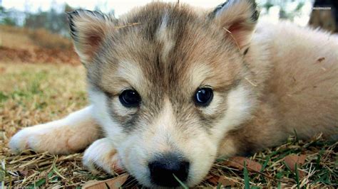 Very Cute Wolf Puppies