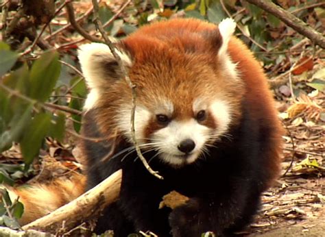 Red Panda Untamed Science