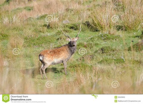 Red Deer In Wicklowireland Stock Image Image Of Native Holiday