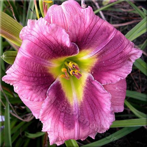 Daylily Hemerocallis Purple Pleasure In The Daylilies Database