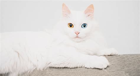 White Cat Breeds The Most Popular White Cat Breeds And Their Care
