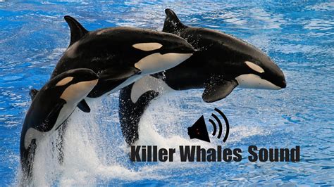 Killer Whales Sound Animal Sounds Youtube