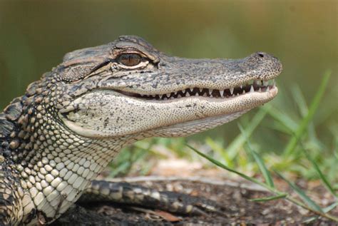 American Alligator Miami Tours To The Everglades
