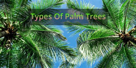 All About Variety Of Palm Trees With Pictures Embracegardening