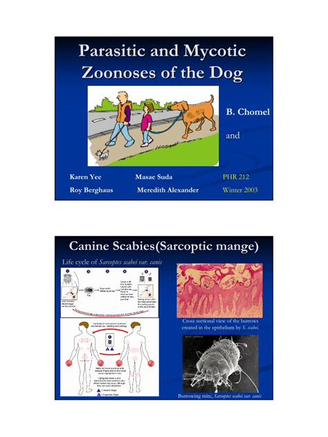 Pdf Parasitic And Mycotic Zoonoses Of The Dog · Visceral Larva