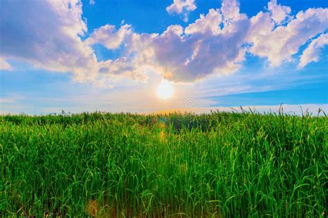 Grassland Meadow With Sunset Stock Image Image Of Taiwan Beautiful