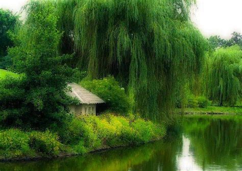 In De Velden Babys Breath Flowers Spiderwebs Trees