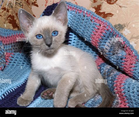 Siamese Cats Blue Point