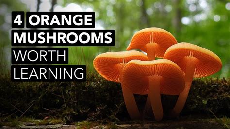 Everything You Need To Know About Orange Mushrooms In Your Yard