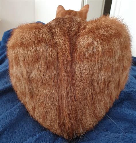 my cat s butt