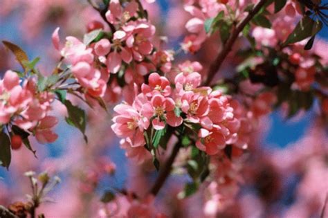 In the fall, apple trees are easy to spot—they'll have apples on them. Pink Flowering Tree Identification | Hunker