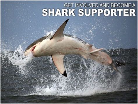 Support Our Sharks Sos Ocean Conservation Society