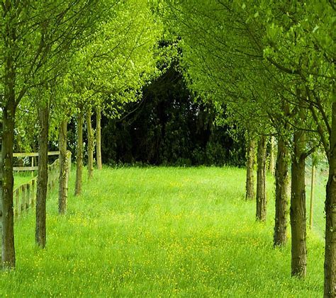 Greenery Grass Nature Trees Hd Wallpaper Peakpx