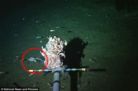 Worlds Deepest Fish Snailfish Is Found 27000ft Deep At Bottom Of