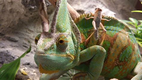 Weird Facts About Chameleons How Much Do You Know About Chameleon