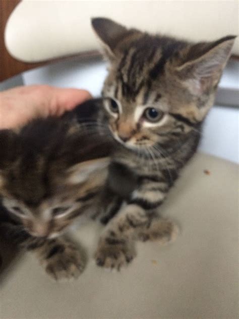 Advertise, sell, buy and rehome bengal cats and kittens with pets4homes. Bengal cross breed kittensMarble grey | Leeds, West ...