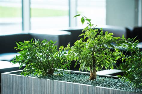 Office Plants The Science Behind Workplace Greenery