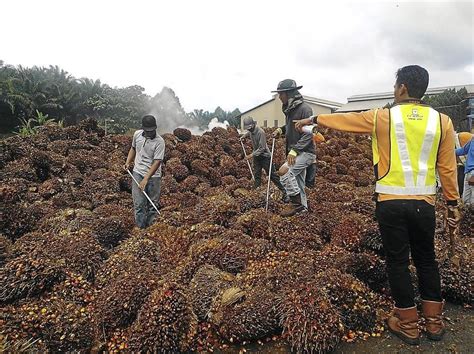 Malaysia is one of the largest palm oil producers in the world, making it an important metric to look at when studying the malaysian economy. Crude palm oil rises to high of RM3,330 | KLSE Screener