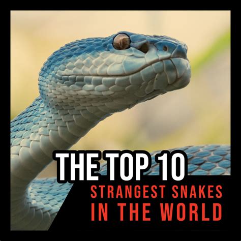 The Top 10 Strangest Snakes In The World Owlcation