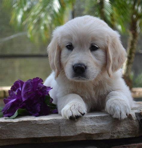 Full registration available for an additional $1,500. available english cream golden retriever puppies | White ...