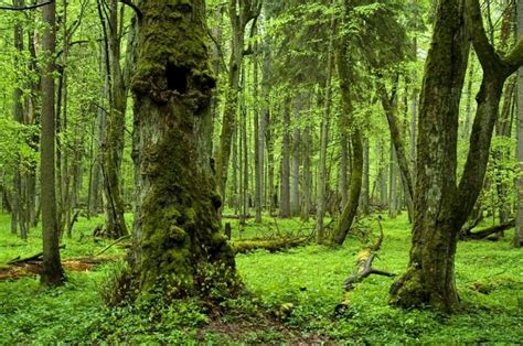 Bialowieza Forest Polandbelarus Bialowieza Forest Ancient Forest